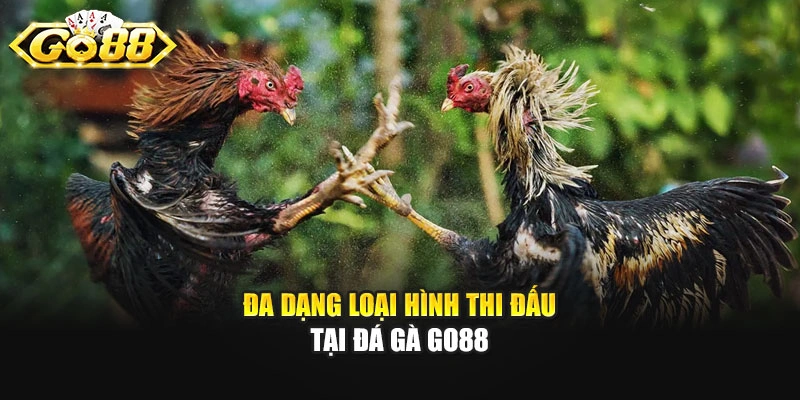 Đa dạng loại hình thi đấu tại đá gà Go88