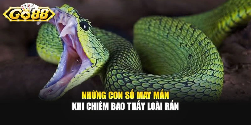 Những con số may mắn khi chiêm bao thấy loài rắn