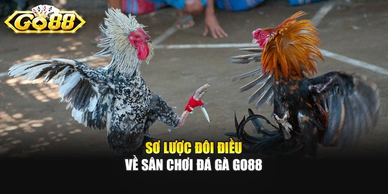 Sơ lược đôi điều về sân chơi đá gà Go88